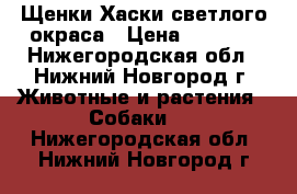 Щенки Хаски светлого окраса › Цена ­ 7 000 - Нижегородская обл., Нижний Новгород г. Животные и растения » Собаки   . Нижегородская обл.,Нижний Новгород г.